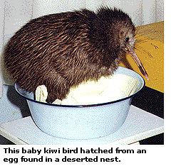 This baby kiwi bird hatched from an egg found in a deserted nest.