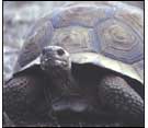 Domed tortoise
