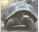 Intermediate tortoise