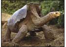 Saddleback tortoise