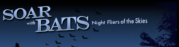 Soar with Bats Night Fliers of the Skies