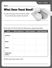 What Does Yeast Need?