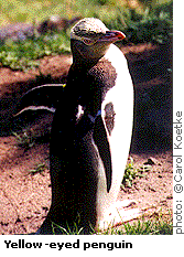 Yellow-eyed penguin