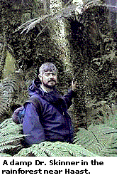 A damp Dr. Skinner in the rainforest near Haast.