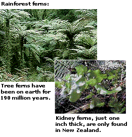 Tree ferns have been on earth for 190 million years. Kidney ferns, just one inch thick, are only found in New Zealand.