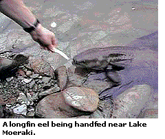 A longfin eel being handfed near Lake Moeraki.