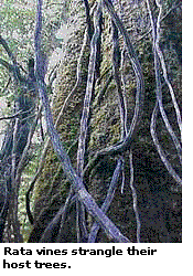 Rata vines strangle their host trees.