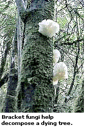 Bracket fungi help decompose a dying tree.